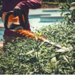 Taille-haie à batterie AP System STIHL HSA 140 – Image 2
